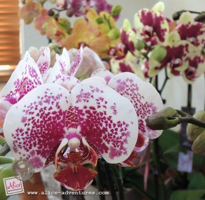 Alice Adventures Phalaenopsis Orchideë Alice Adventures Phalaenopsis Orchideë